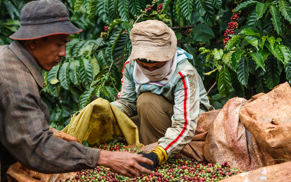 prestigious-vietnamese-coffee-supplier-that-you-should-know